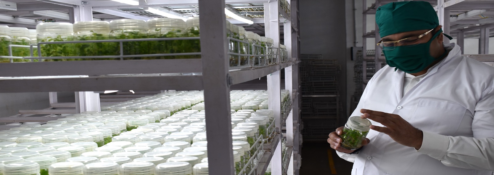 National Certification System for Tissue Culture Raised Plants (NCS-TCP)