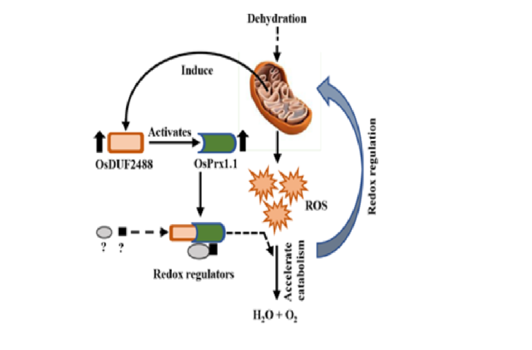 OsDUF2488 acts synergistically with OsPrx1.1, regulates ROS metabolism and promotes dehydration tolerance in rice
