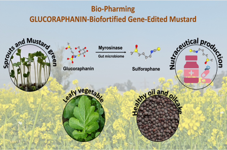 BRIC-NIPGR develops the highest Glucoraphanin producing Brassica crop by Gene Editing