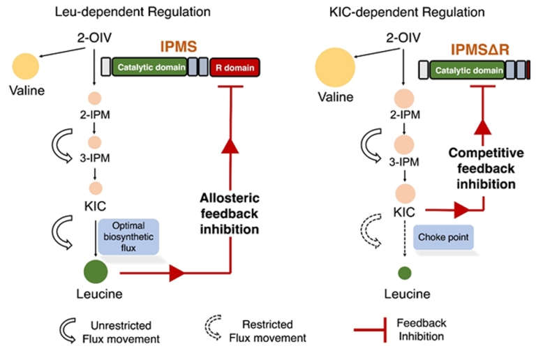 Isopropylmalate synthase regulatory domain removal abolishes feedback regulation at the expense of leucine homeostasis in plants