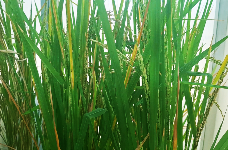 Protein/peptide-based formulation for effective control of fungal diseases in plants