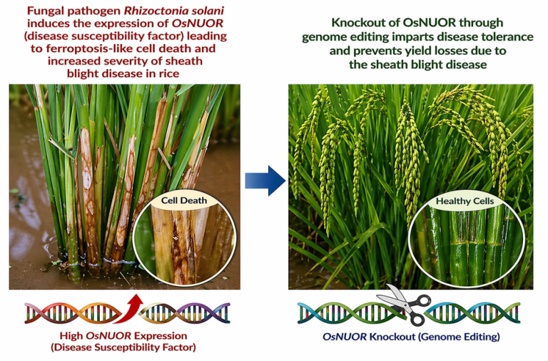 BRIC-NIPGR scientists developed sheath blight tolerant rice by editing a disease susceptibility gene